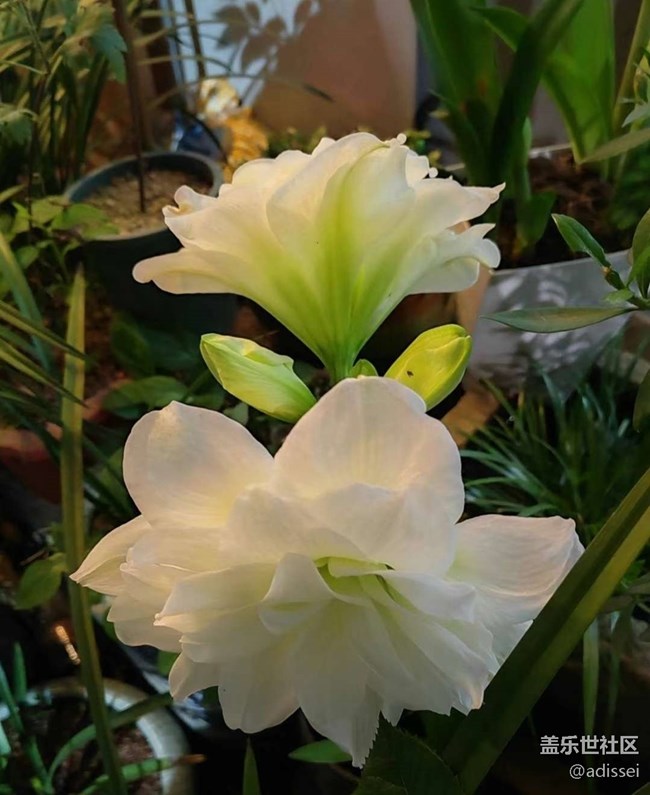 【夏日清凉】赏花