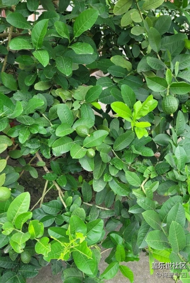 【夏日清凉】柠檬