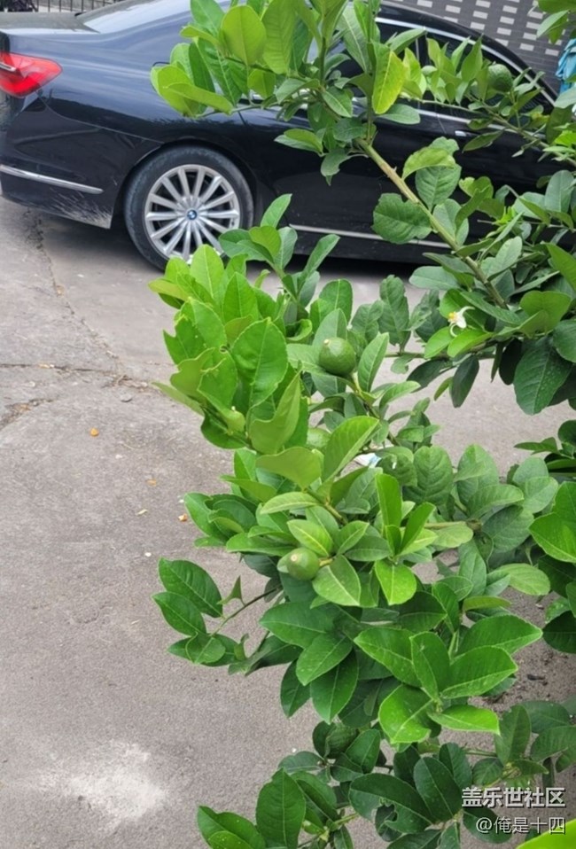【夏日清凉】柠檬