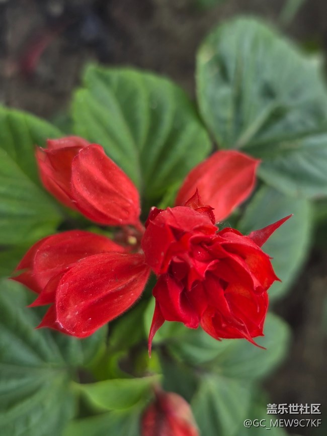 #五月满园芳——一串红