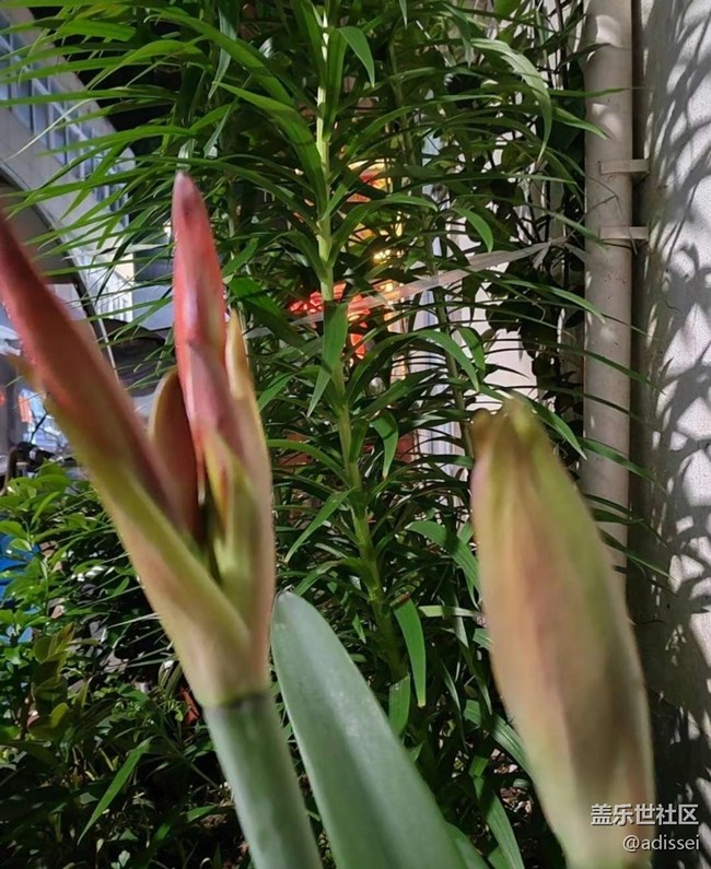 【夏日清凉】赏花