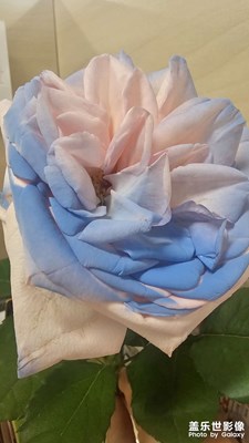 花开了