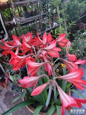 花开