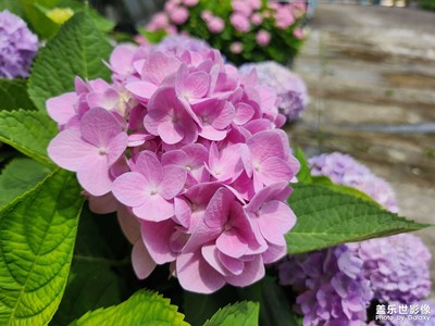 【遇见五月天】露台的绣球花
