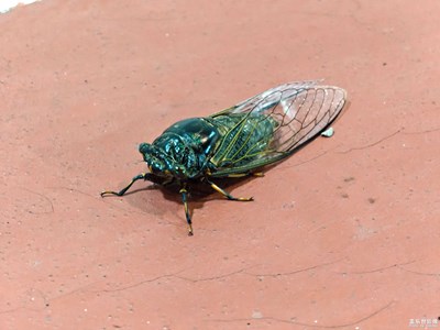 【遇见五月天】+运动场上的不明生物