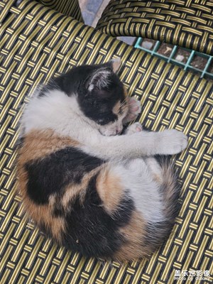 【遇见五月天】暖阳下熟睡的猫