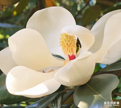 闲时看花