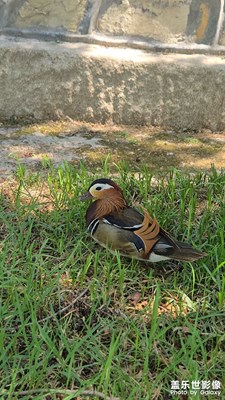 春游