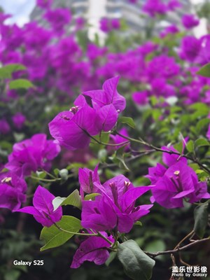 【遇见五月天】再见三角梅