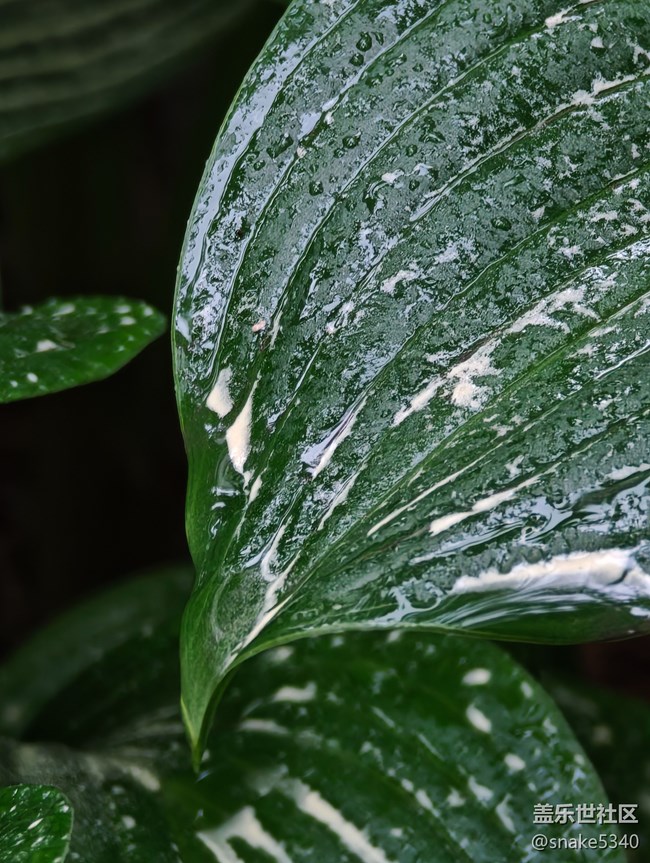 【自然的美妙】+在雨中