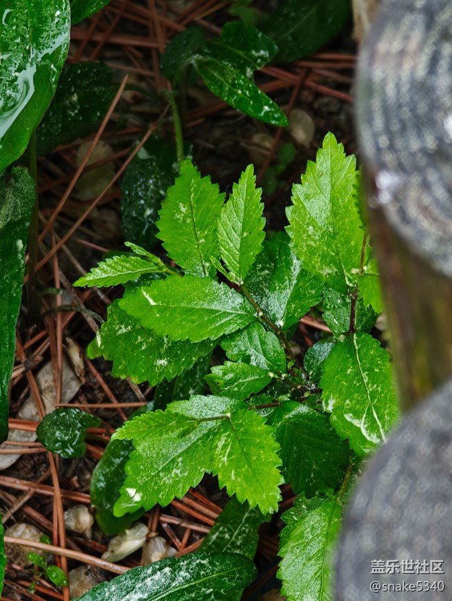 【自然的美妙】+在雨中