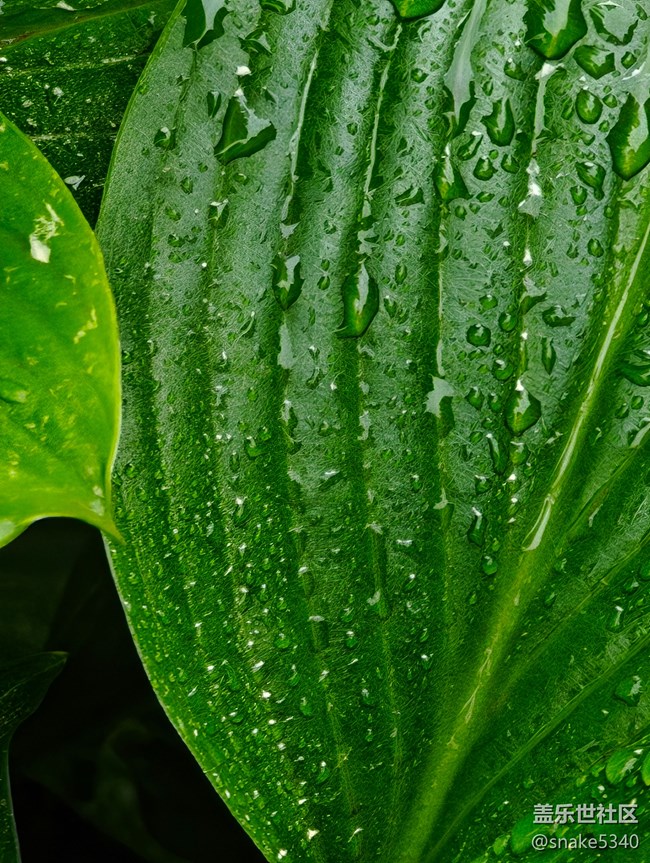 【自然的美妙】+在雨中