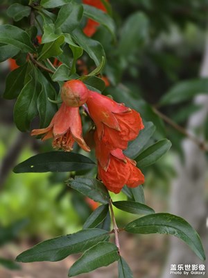 五月石榴花似火