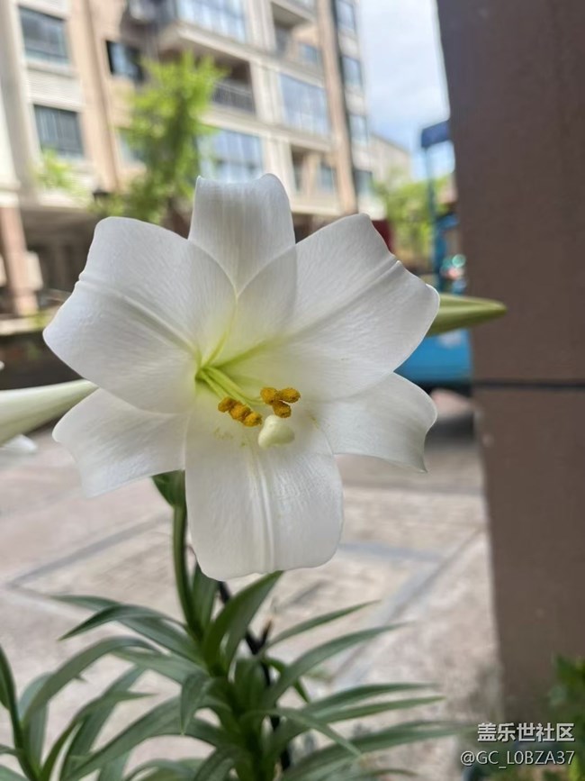 【荔枝飘香】静待花开