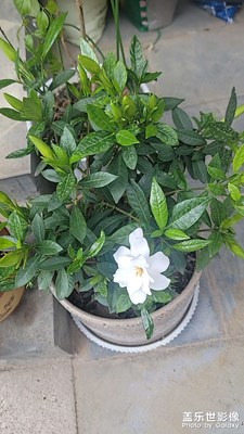 栀子花