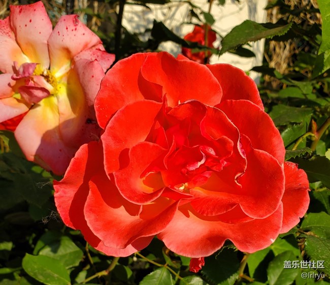 【自然的美妙】+花开景自来