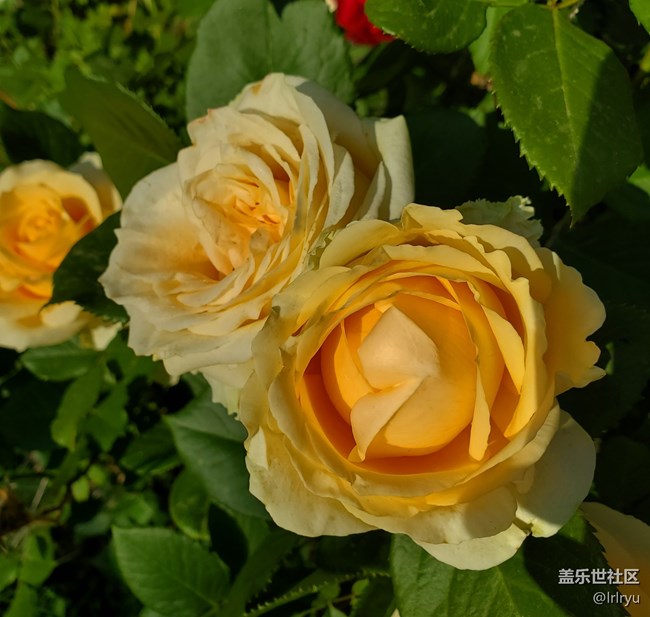 【自然的美妙】+花开景自来