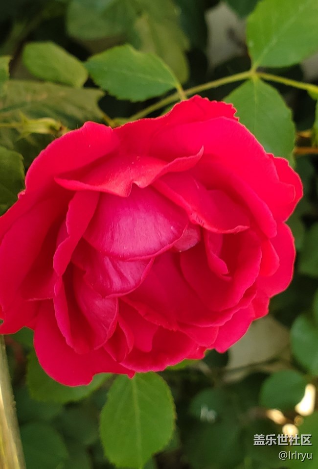 【自然的美妙】+花开景自来
