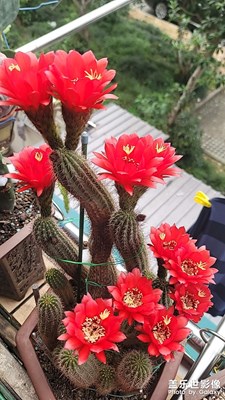 自养毛花柱开花记