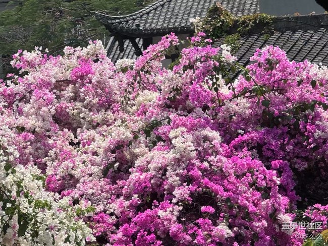 【自然的美妙】+大花花们