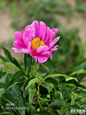 蒲园·迟到的芍药