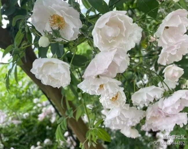 【夏日清凉】花开半夏