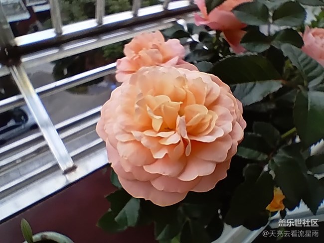 【山水春意】花之春