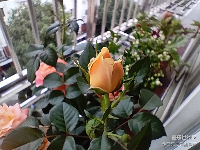 【山水春意】花之春