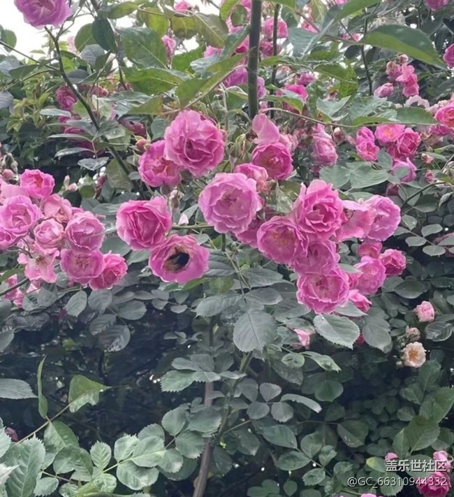 【夏日清凉】花开半夏
