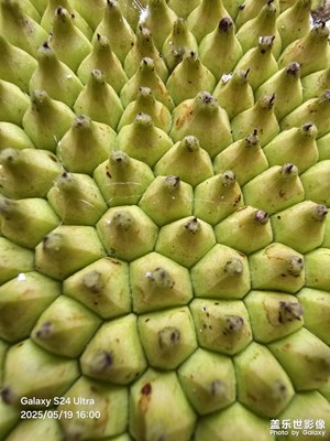街道菠萝蜜