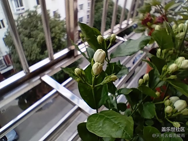 【山水春意】花之春