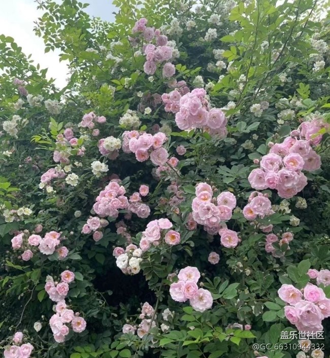 【夏日清凉】花开半夏