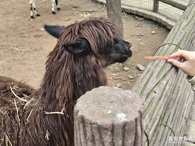 【遇见五月天】+羊驼