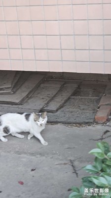 喵