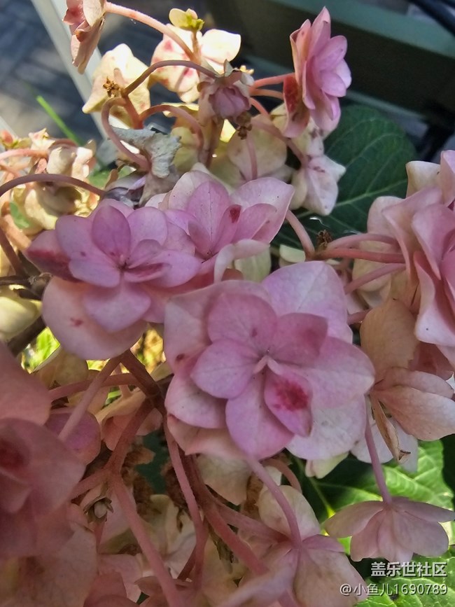 【 长焦与微距】微距赏花