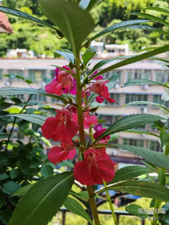 【夏日清凉】凤仙花