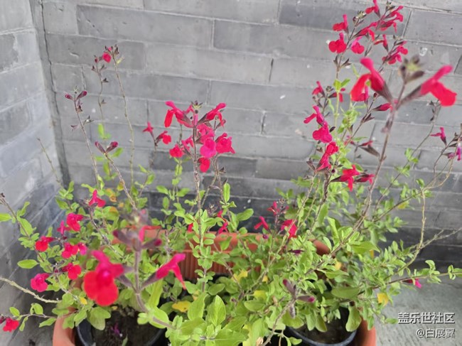 【长焦与微距】近观花有色