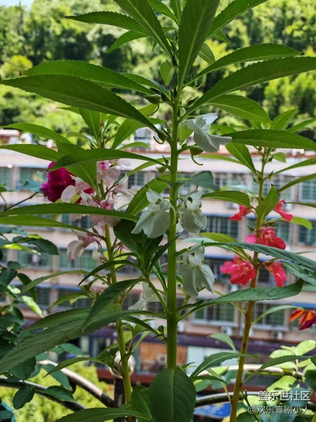 【夏日清凉】凤仙花