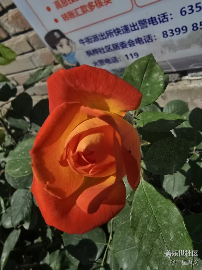 【长焦与微距】真真假假美如画