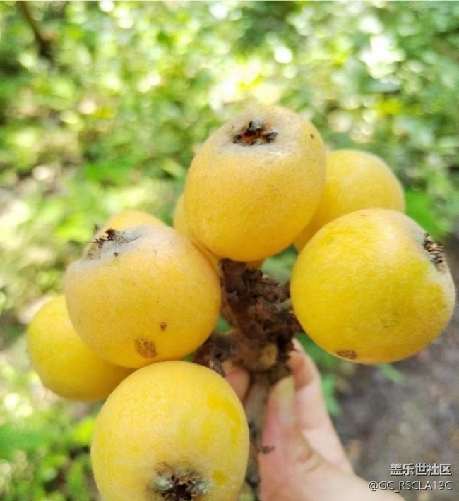 【夏日清凉】摘果子