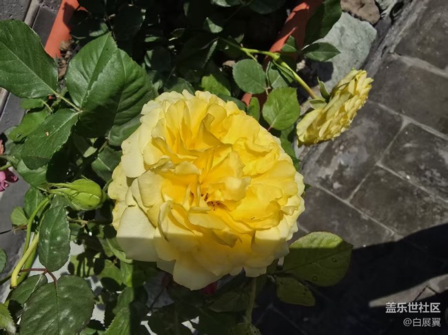 【长焦与微距】近观花有色