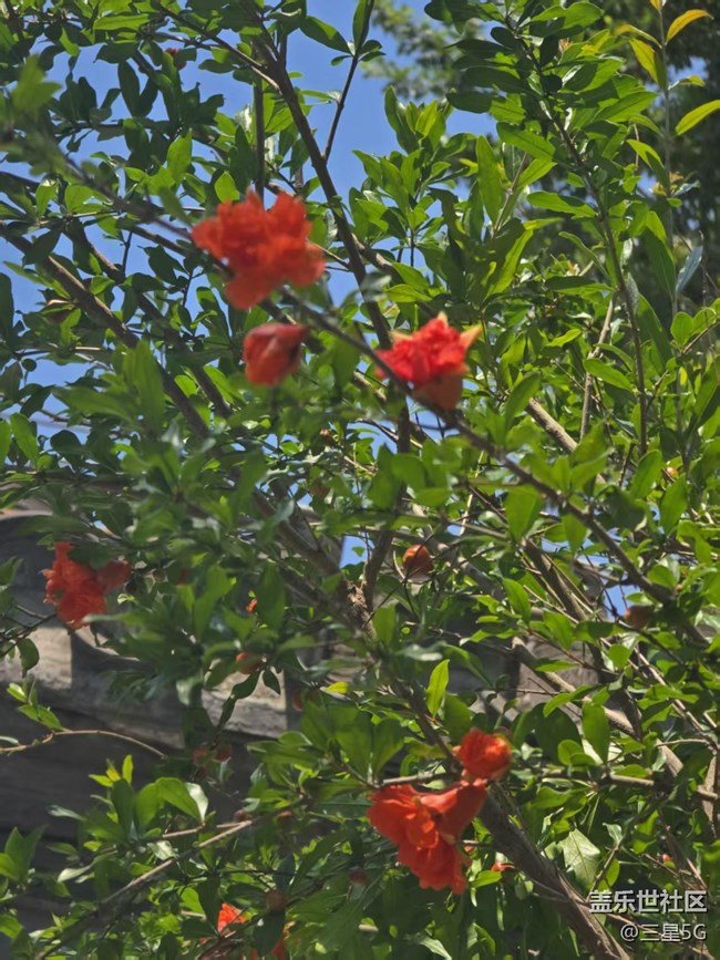 【长焦与微距】石榴与花坛