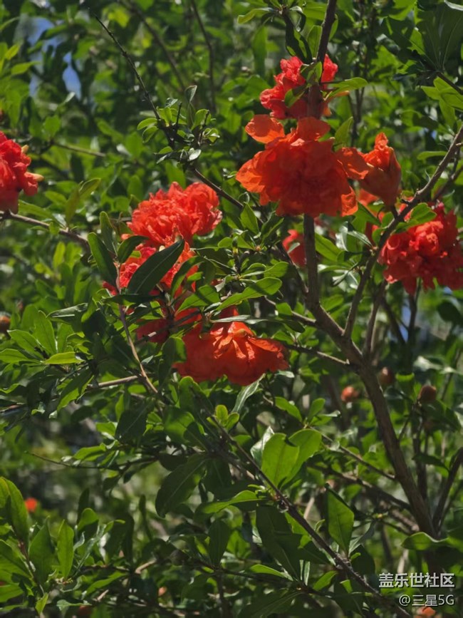 【长焦与微距】石榴与花坛