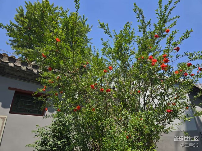 【长焦与微距】石榴与花坛
