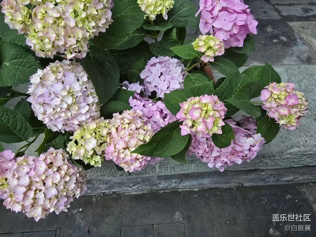 【长焦与微距】近观花有色