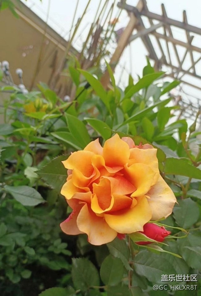 【夏日清凉】花开初夏