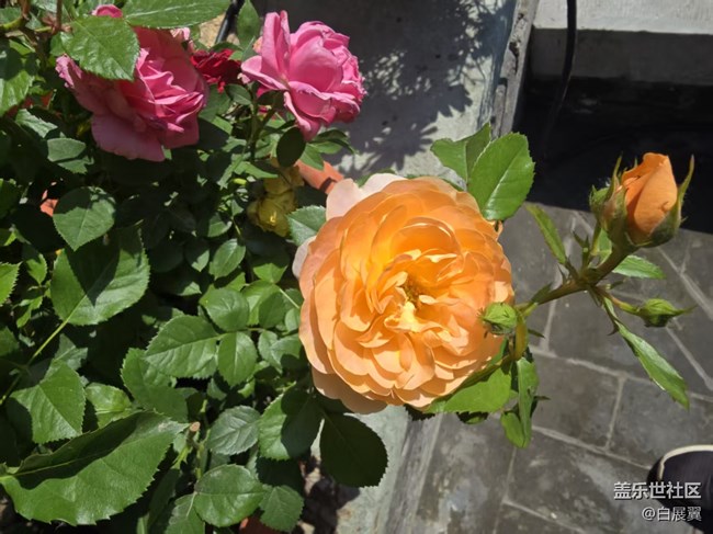 【长焦与微距】近观花有色