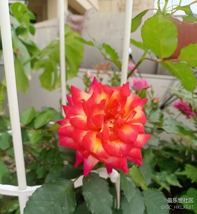 【夏日清凉】花开初夏