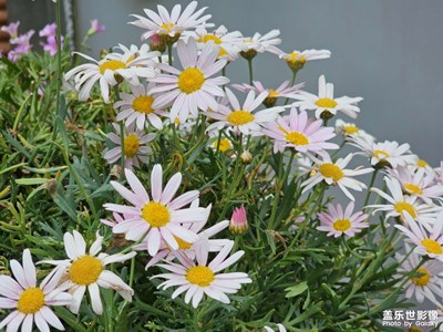 【悦见小满】初夏小花