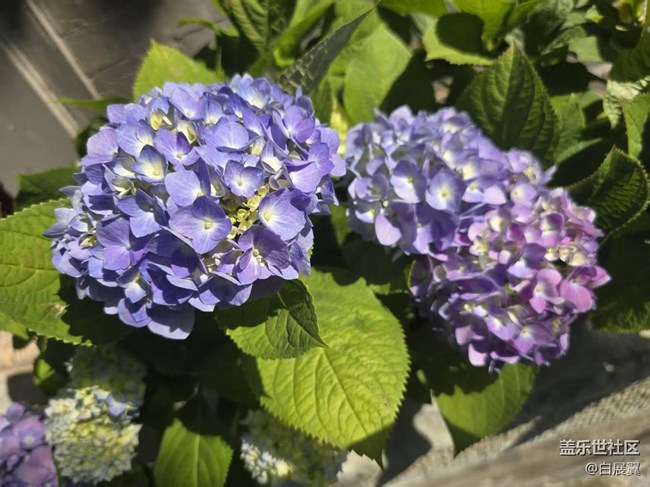 【长焦与微距】近观花有色